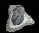 Bargain, Gerastos Trilobite Fossil - Morocco #57626-2